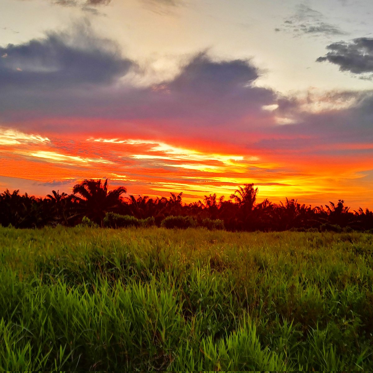 BorneanWingz's tweet photo. Fiery #sunset in March 2023, taken in Bakong, Sarawak, Malaysia. #plantationlife #plantation #clouds #field #fieldwork #Sarawak #Borneo #Malaysia #photography https://t.co/r5OrytWXuW