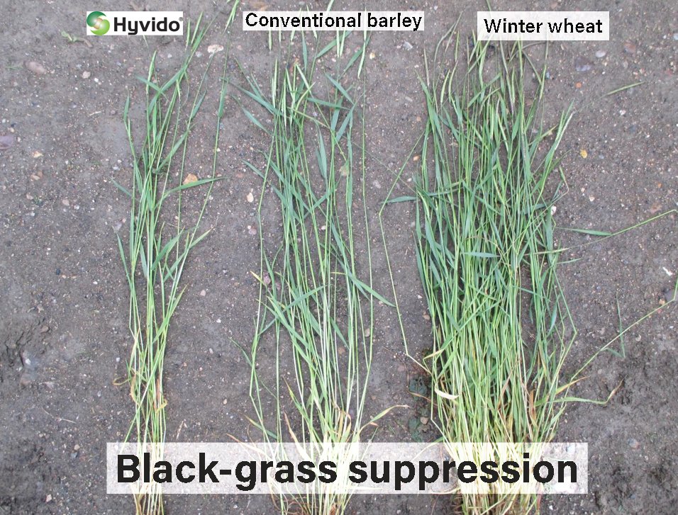 SyngentaUK's tweet photo. Black-grass problem? #HybridBarley delivers tried & tested results against it! πͺWe know black-grass can greatly affect yield - manage the problem effectively with #HYVIDO & plant #SYKINGSBARN this autumn from Β£120/ha π Ask your seed dealer for more info #GrassWeedControl https://t.co/G1T95JXzhw