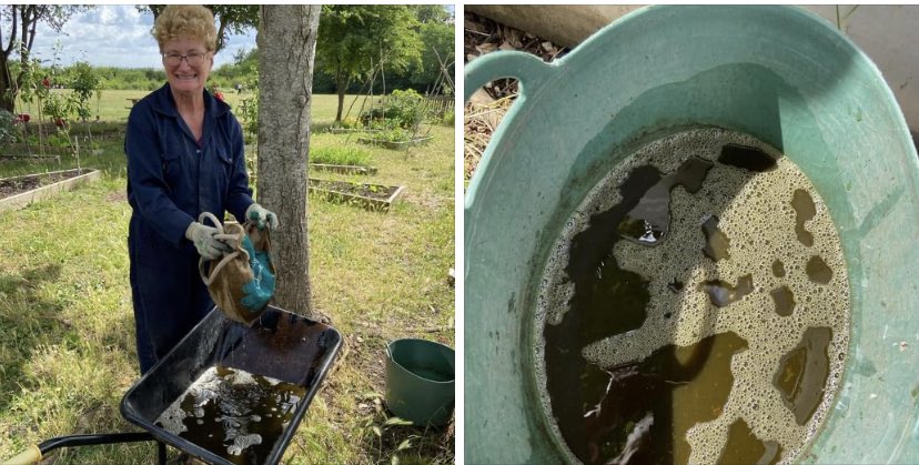 Oh yes smelly lovely gungy comfrey tea. Diluted 20:1 for lush plants (fingers crossed) #comfreytea #naturalfertiliser #schoolgardening