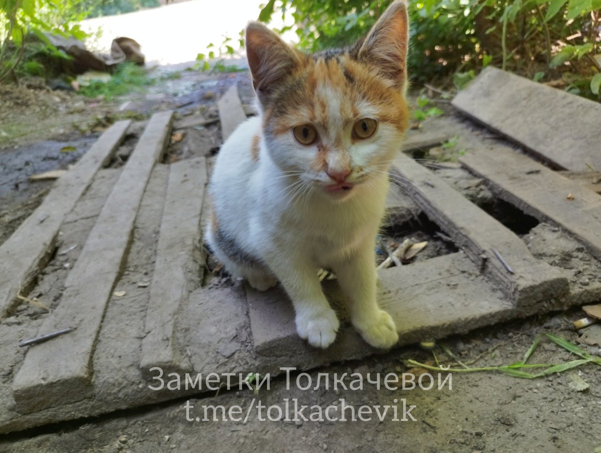 Эти котята надёжно охраняют Сватовский район🥰 Живут в мире с псом Бубликом, но успевают драться между собой😅