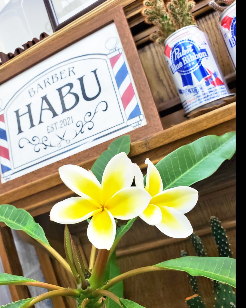 BARBERHABU's tweet photo. 連日の猛暑やお祭りシーズンなどに伴い土日、祝日の予約が取りづらくなってきております🙇💦希望日時がある方は早めのご予約をお願いします💡

#羽生市
#加須市
#行田市
#羽生祭り
#加須祭り
#行田祭り
#古代蓮の里
#熊谷うちわ祭り
#久喜提燈祭り
#鴻巣夏祭り
#鴻巣花火
#館林まつり
#館林手筒花火 https://t.co/ju3UpIHNNq