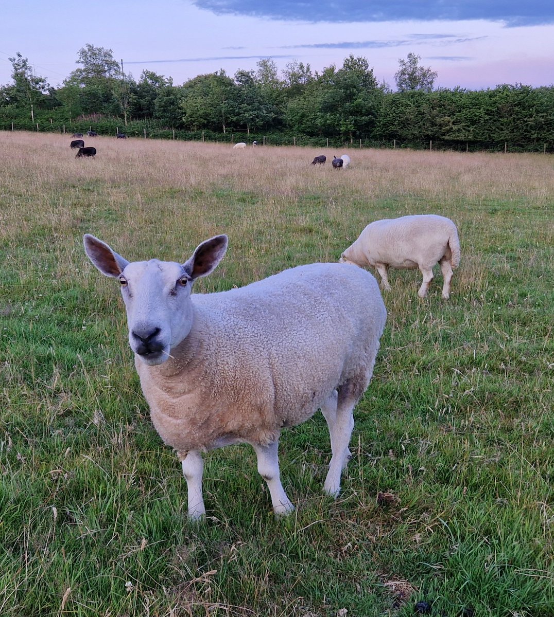 Adele says 'What's the gossip Mum? I'm all ears'🤣🤣

#animalsanctuary #sheep365 #bluefacedleicester #nonprofit #Amazonwishlist #animallovers #foreverhome #sheeple 

woollypatchworkshe.wixsite.com/website