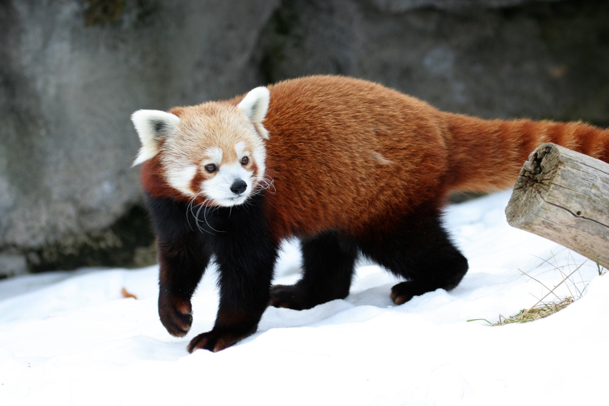 RedPandaEveryHr's tweet photo. https://t.co/9nmNeRWXot