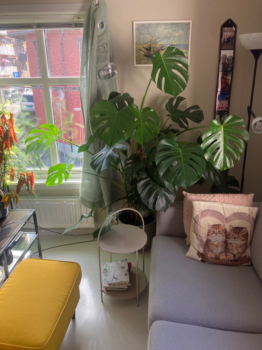 Sofa 2 kvm
TV-bord 1 kvm
Monstera 15 kvm
Lenestol og puff 3 kvm
Kan noen som er gode på interiør hjelpe meg å budsjettere dette. familien min dør