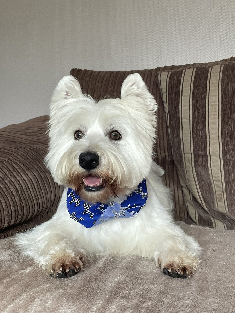 Helen09Porter's tweet photo. Me haz bin to de gwoomers. Wot yoo fink ov me noo doo? #ZSHQ #Westie #DogsOfTwitter #DogGroomers https://t.co/kEeosdbdfZ