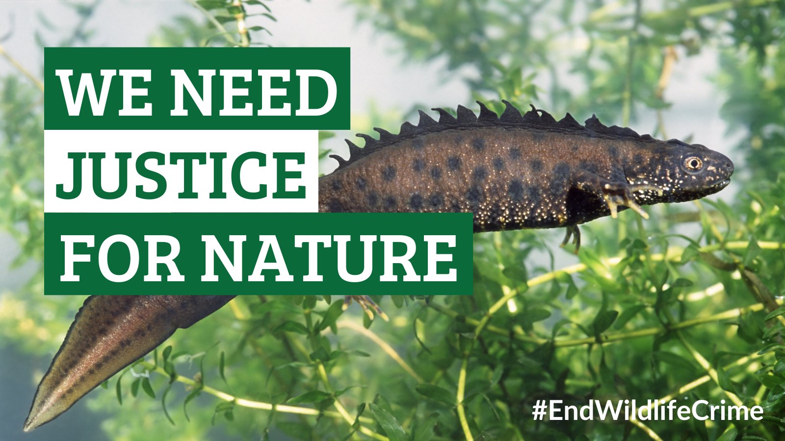 Amphibian and Reptile Conservation on Twitter: "🚨Wildlife crime in