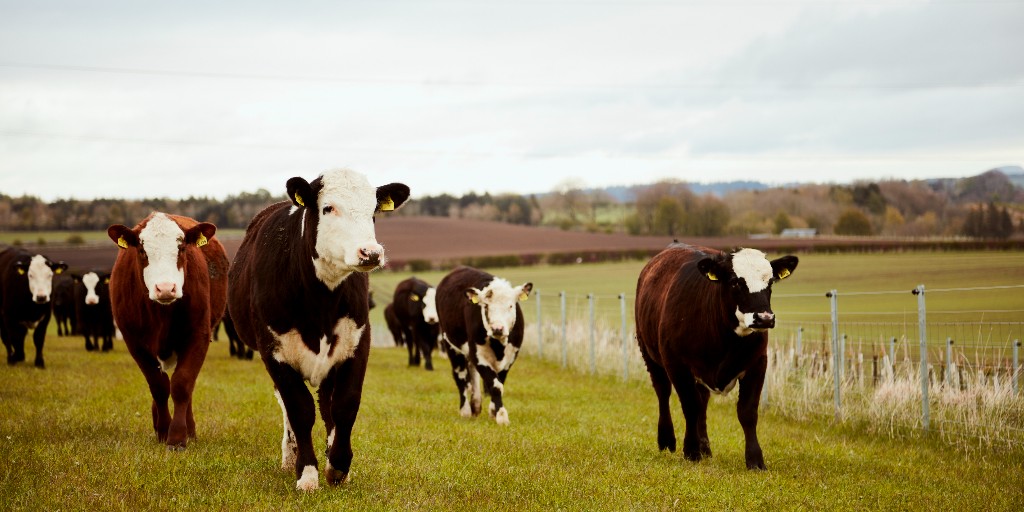 Could you be a contender for this year’s Scotch Beef Farm of the Year? At a time of pivotal change, Scotland’s beef farmers have a brilliant story to tell. Entries are open until Monday, 17th of August, the online portal is open for nominations now: ow.ly/jnyW50P4SkO