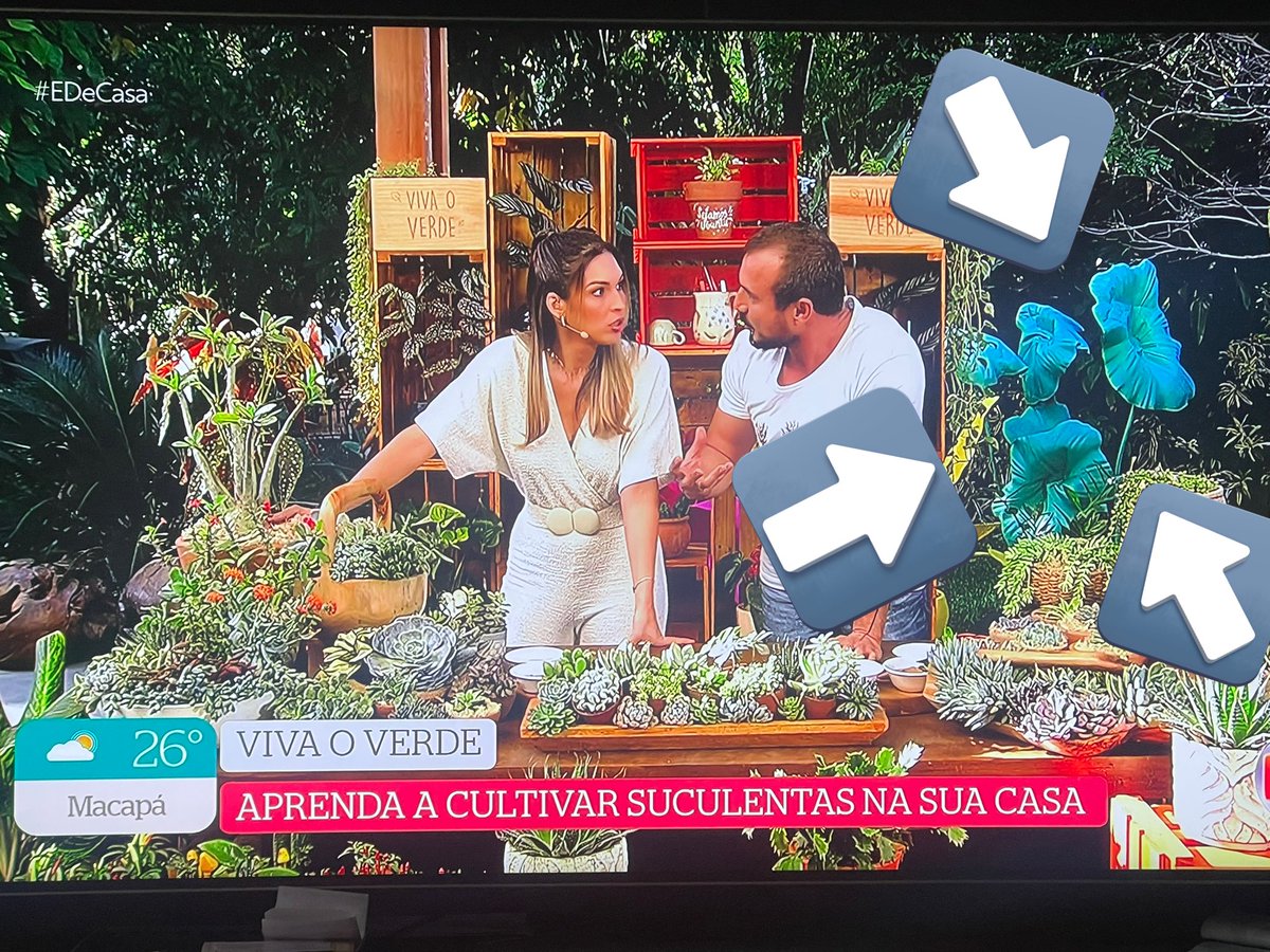 ET Bilu da 25 de Março (@skyboy_ii) on Twitter photo Ei <a href="/tvglobo/">TV Globo 📺</a> pergunta pro pessoal do É de Casa (<a href="/edecasaoficial/">É de Casa</a> ) que planta é essa da foto! Se eles não souberem, o pessoal do <a href="/GloboRural/">Globo Rural</a> talvez saiba :) Mas achei linda essa folhagem! Quero uma! <a href="/TalitaMorettii/">Talita Moretti</a> Ei <a href="/tvglobo/">TV Globo 📺</a> pergunta pro pessoal do É de Casa (<a href="/edecasaoficial/">É de Casa</a> ) que planta é essa da foto! Se eles não souberem, o pessoal do <a href="/GloboRural/">Globo Rural</a> talvez saiba :) Mas achei linda essa folhagem! Quero uma! <a href="/TalitaMorettii/">Talita Moretti</a>