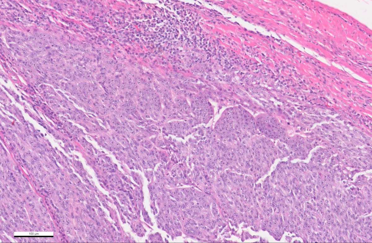 Vladimir Kushnarev tweet media