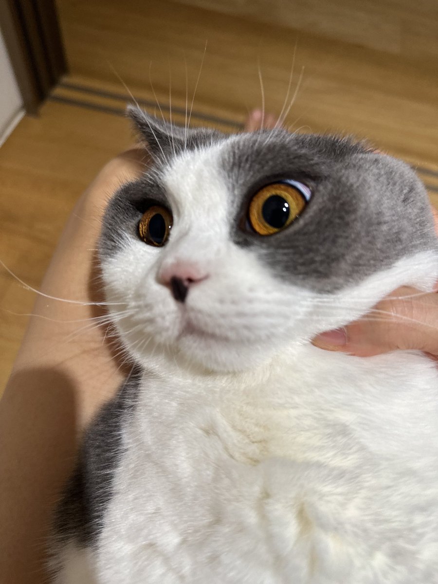 kkoongdaeng tweet media