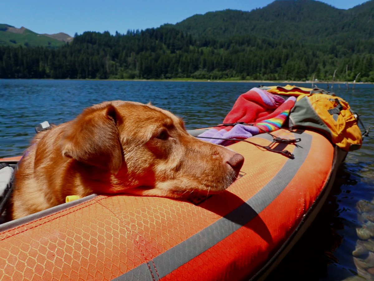 Our plans this weekend? Boating and chill. 🐶🚣 📸: Mountain Tech @‌banerjek #boatdog #boatinglife #dogsontwitter