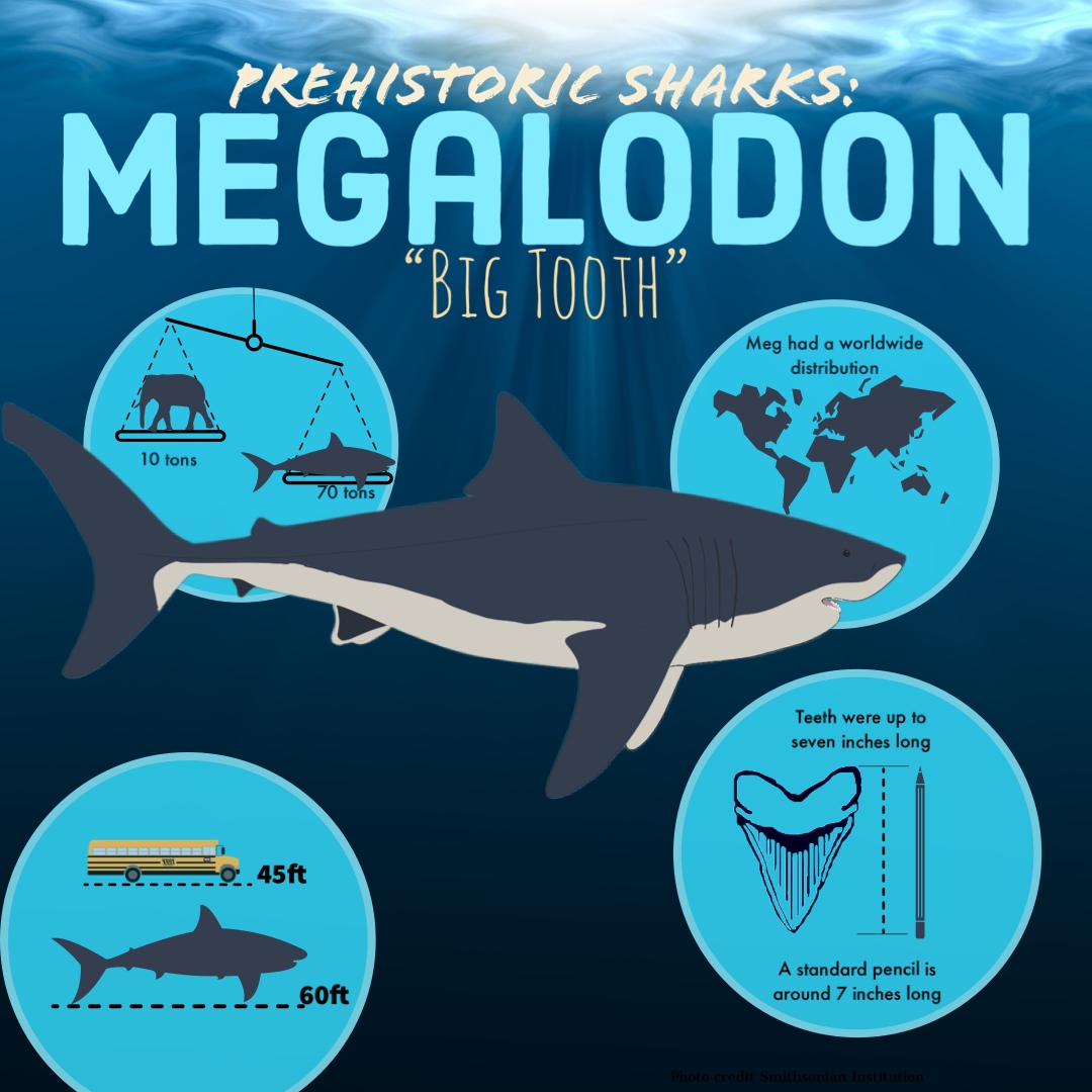 Sharks4Kids's tweet photo. Ending Prehistoric Week with the most famous and favorite...
The Megalodon!
#sharkevolution #prehistoricsharks #prehistoricsharkweek #sharkeducation #sharkfacts #megalodon #megteeth https://t.co/nMO5UMEhCI