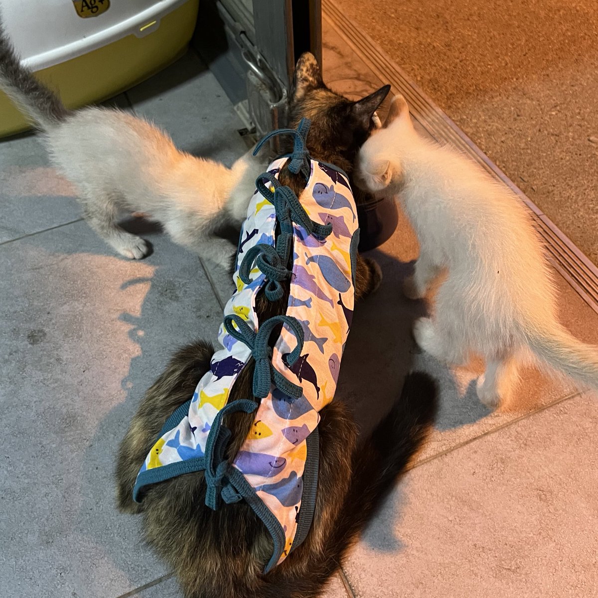 อัพเดตมาอุนแม่เด็กมาทำหมันแน้วคับ เจ้บหลาย ปิดตำนานแม่พันธุ์