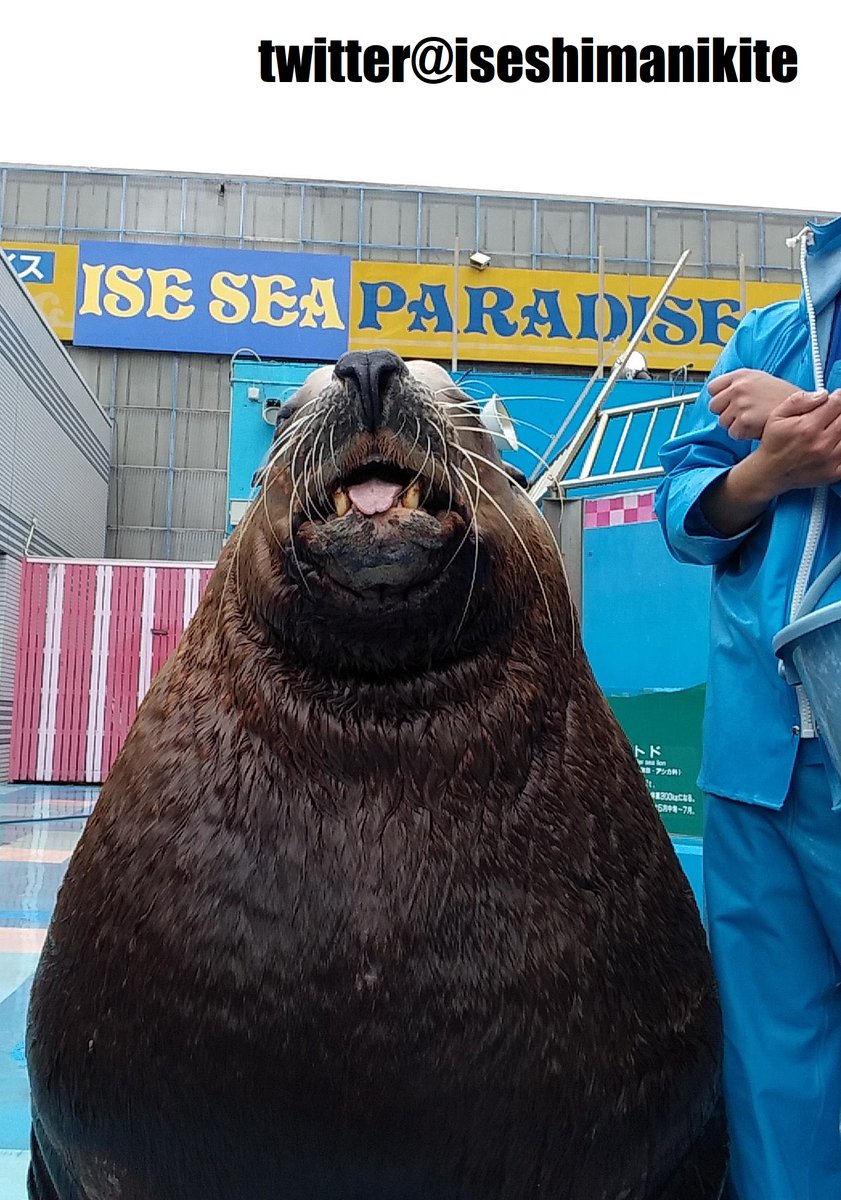 iseshimanikite's tweet photo. 伊勢シーパラダイスのトド、小鉄。
目の前まで来てくれていた頃の姿。

#伊勢シーパラダイス
#トド
#小鉄
#sealion https://t.co/bnCHyLj28R