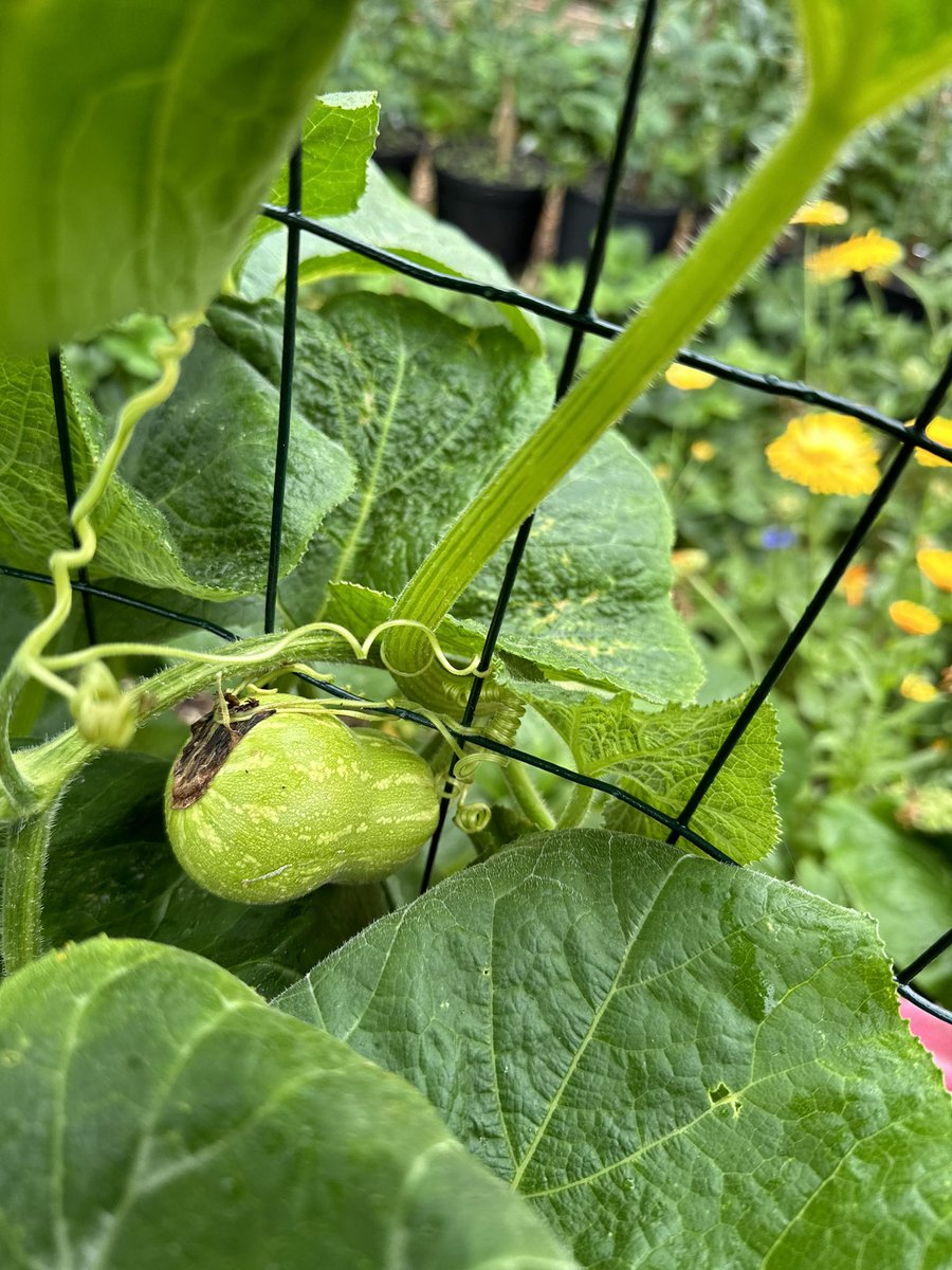 I found the first butternut squash! Still a baby yet but soon it’ll be ripe for picking 😋