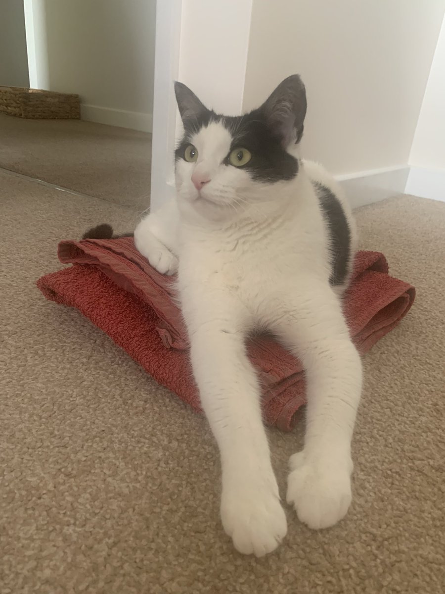 Milo_and_Skye's tweet photo. Skye: ooooo that’s a nice clean towel Mum……..it’s lost all my fur though…….let me help you with that…… 😹😻

Happy #Caturday  #CatsAreFamily #CatsOfTwitter #HelpfulCat https://t.co/t5XV4d4MWX