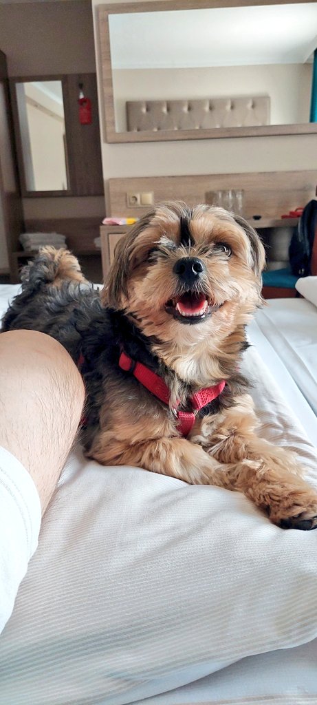 DerBishop17's tweet image. Hotelhund
#dogcontent