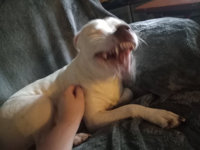 What da heck, I think she was sneezing, but i don't remember https://t.co/bsbZoIv7Q5<a href="/tag/art"class="tags"><span>#art</span></a><a href="/tag/artist"class="tags"><span>#artist</span></a><a href="/tag/furry"class="tags"><span>#furry</span></a><a href="/tag/furryartist"class="tags"><span>#furryartist</span></a>