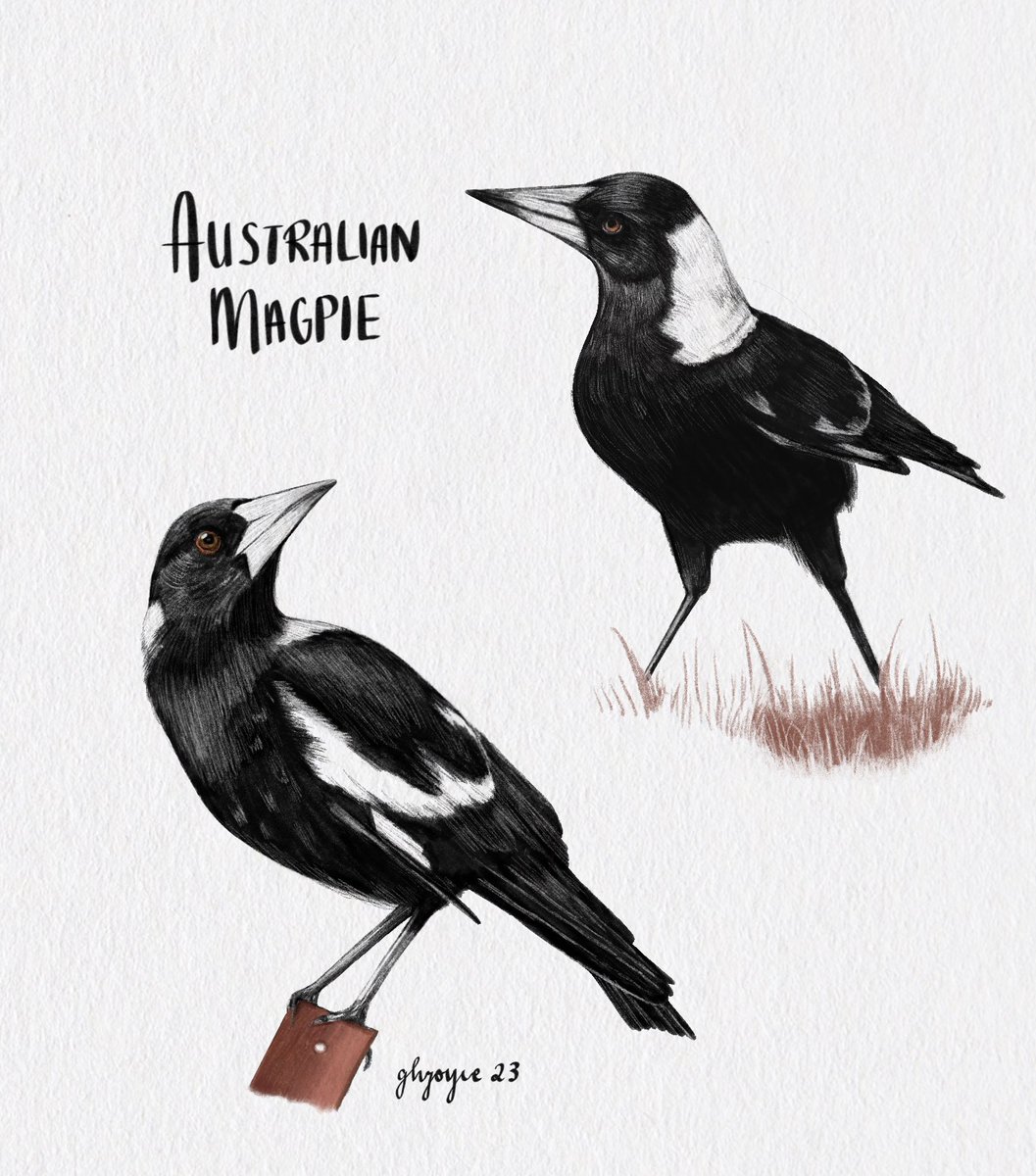 #birds