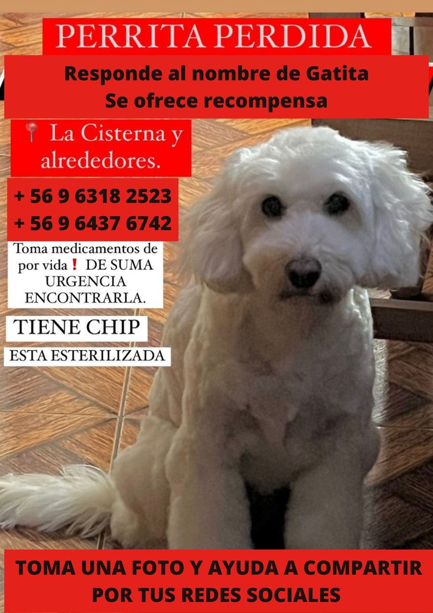 jaquelillo's tweet photo. Encontremos a Gatita!! Ayuda a compartir en tus redes sociales #AnimalesEnLaConstitucion #seressintientes #lacisterna #amorperruno @PerrosPlazaHuem @DeLaCisterna @Muni_LaCisterna @tvmascotascl @AnimalesGob https://t.co/cSMTg214rZ
