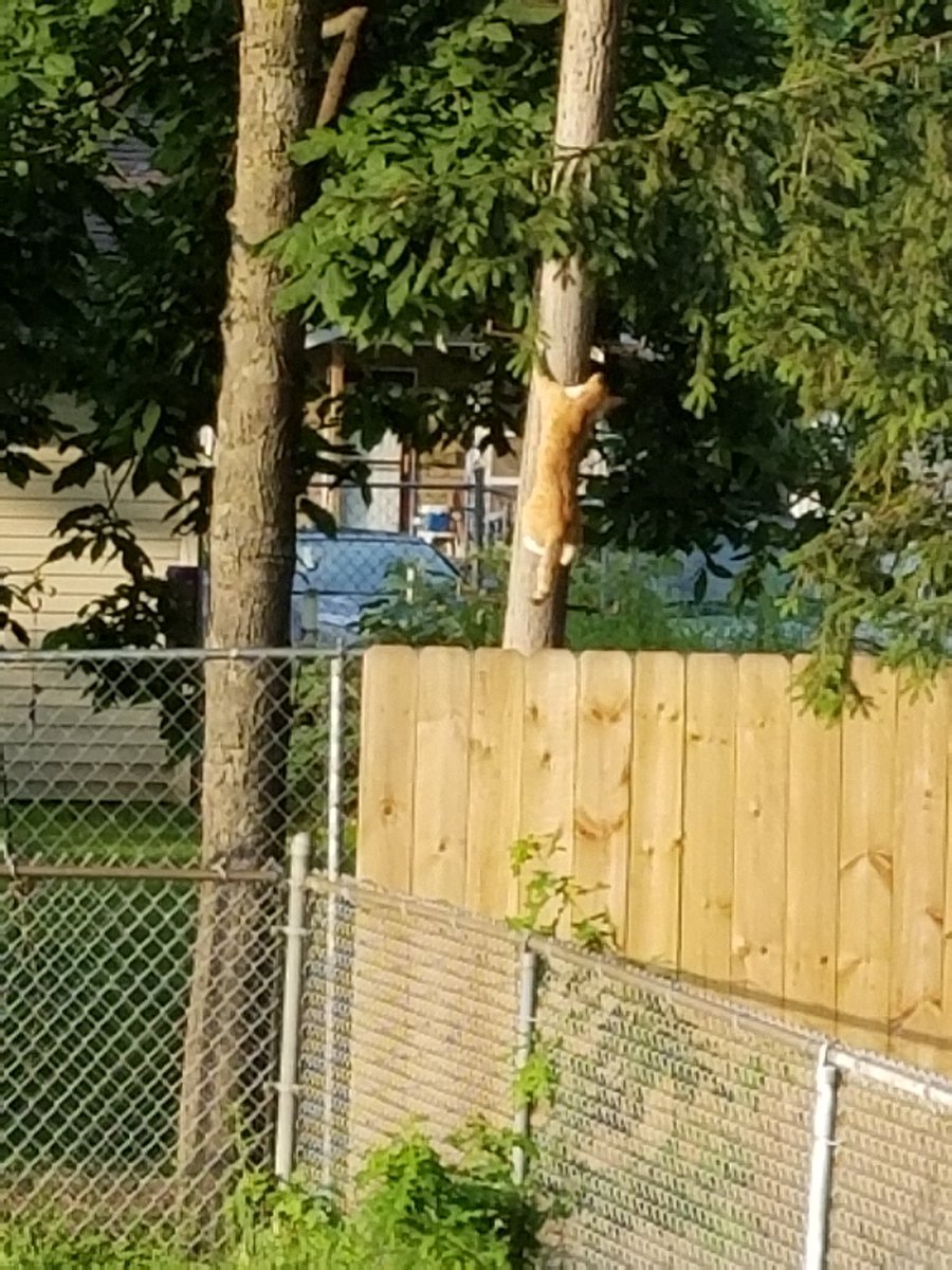 Watched a neighborhood cat climb a utility pole this morning. Carpe diem, my friends!