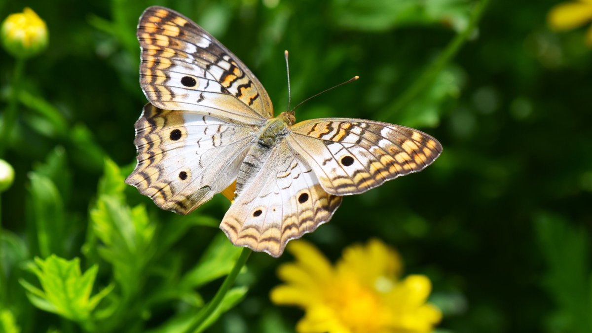Kissimmee Wildlife on Twitter "Last week a spectacular White Peacock 
