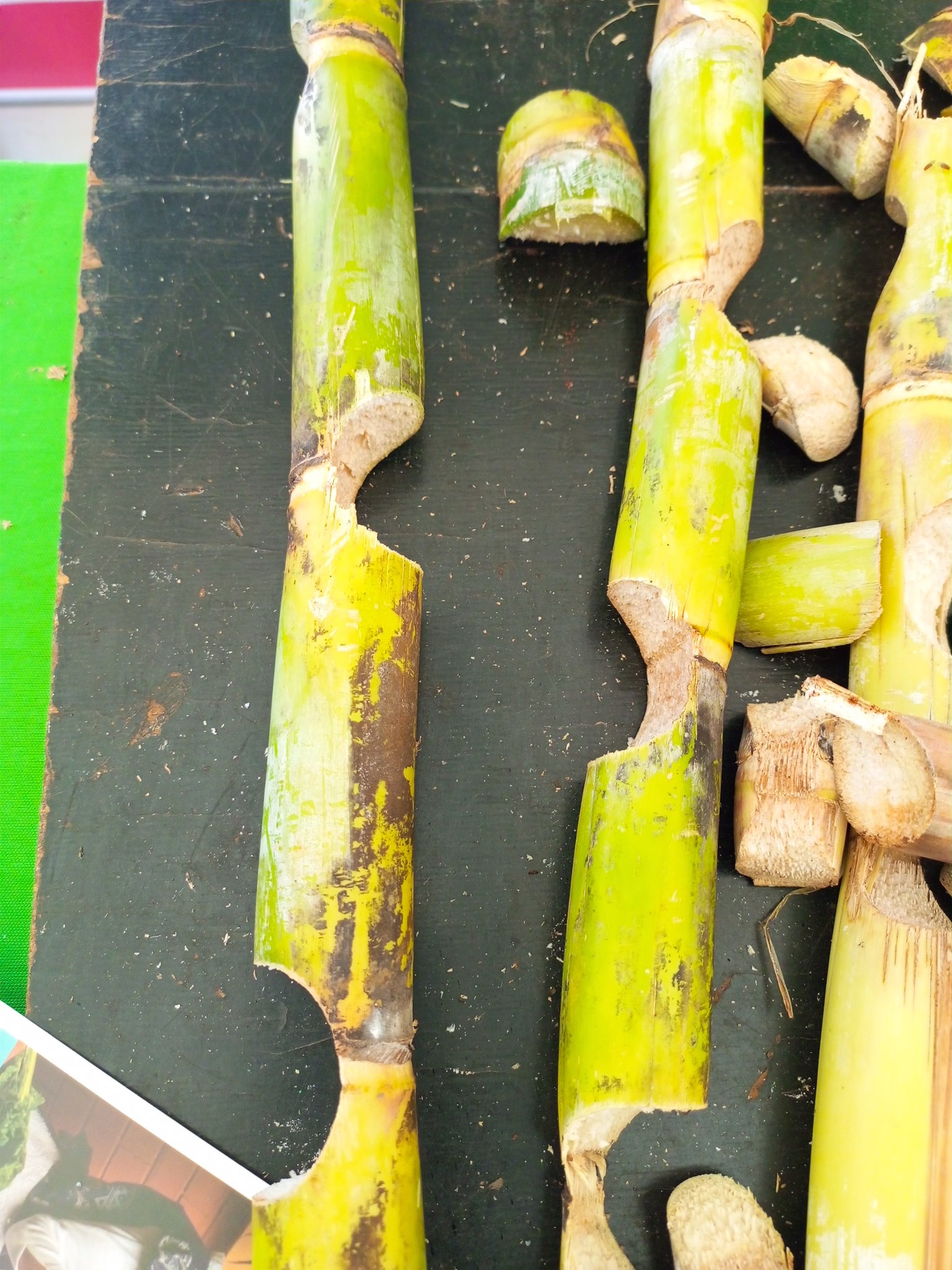 KALRO on Twitter "Single Eye Bud technology is a sugarcane production