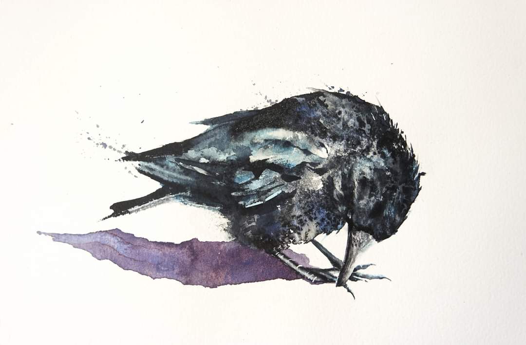 I think you all know I do love corvids, crows, ravens, etc. I like to try and describe their feathers with bold confident brush strokes

Happy Saturday x

#watercolour #Watercolourpainting #birds #crows #corvids #animalportrait #Britishbirds #animalbehaviour #inspiration #art
