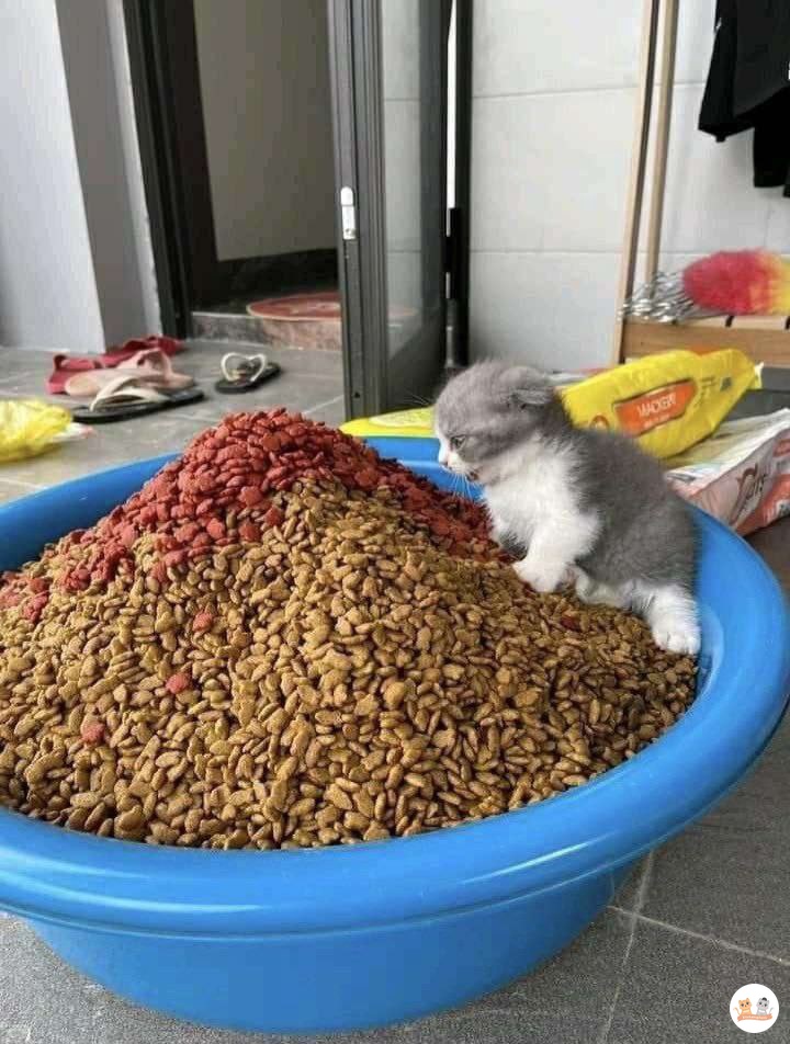 kochengfs's tweet photo. Kcg! Pov kamu anak tunggal keluarga kaya raya https://t.co/9hO4TLzcyE