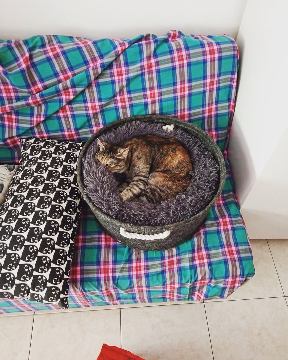 ErminiaSbarra's tweet image. In Luglio.

Ok.
#piuma @rumba_magica 😎