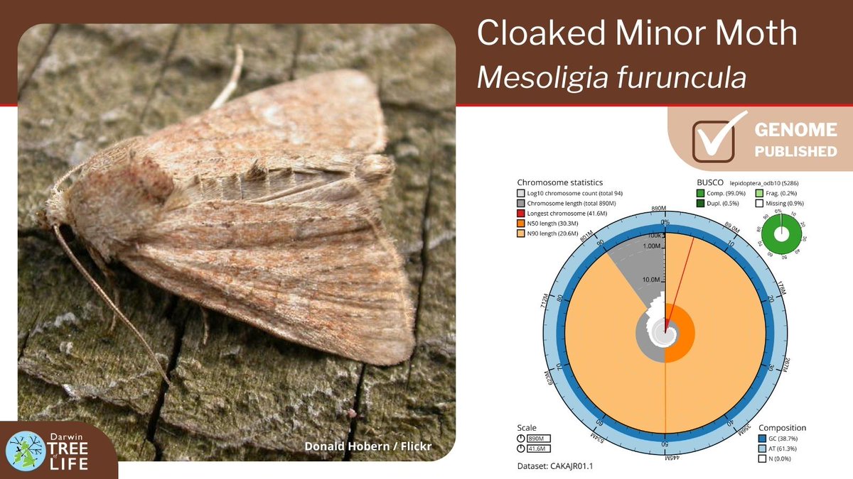 Our latest #DarwinTreeOfLife #GenomeNote: the Cloaked Minor 🦋 (Mesoligia furuncula)

Thanks to @diarsia @GenomeWytham @OxfordBiology @BroadGavin @NHM_Science @SangerToL and all who helped generate this #genome🧬  

📑Read how we did it @WellcomeOpenRes:
wellcomeopenresearch.org/articles/8-251