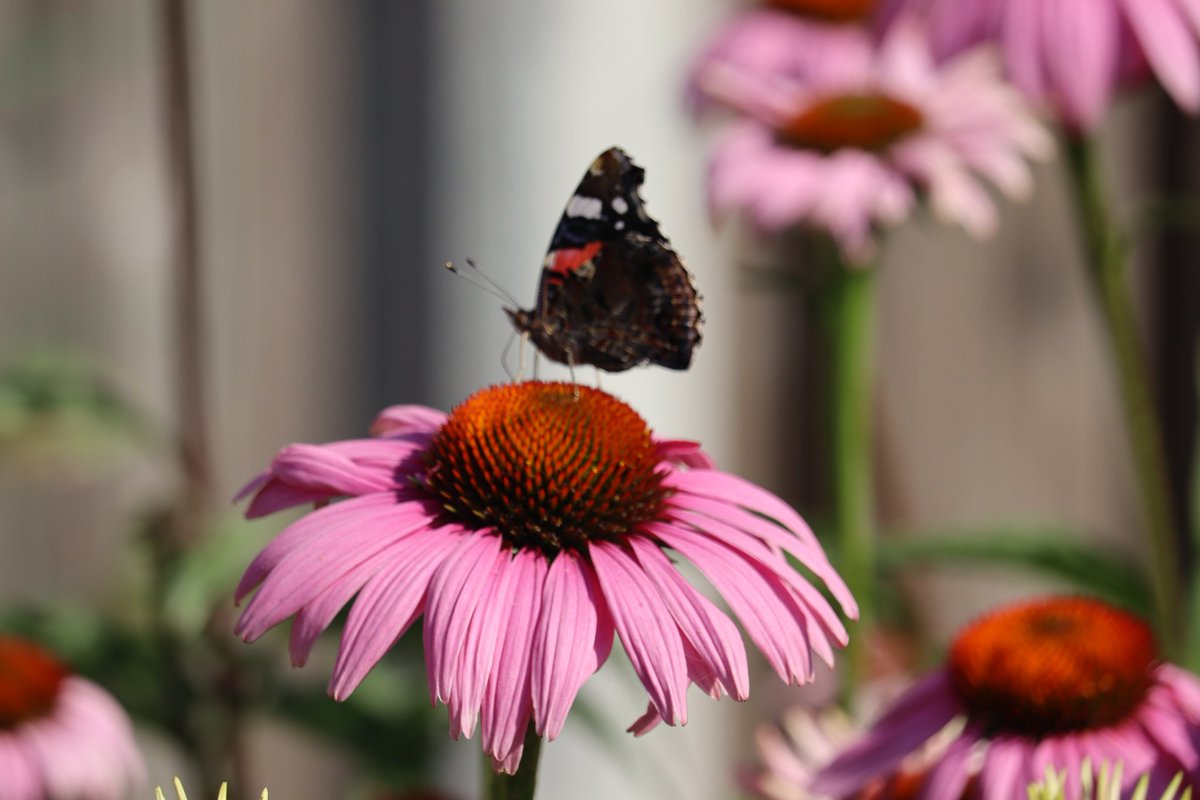 spanlift's tweet image. Het is vlinderteldag en ze zijn massaal uitgevlogen ....niet te tellen...
@vlinderNL