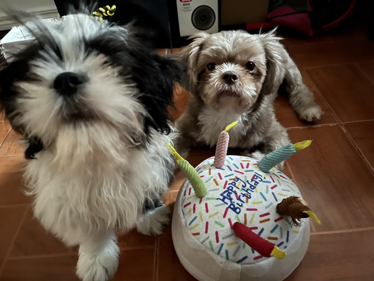 maRVelous_85's tweet photo. @ENHYPEN_members happy birthday gaeul! from furbabies marvy &amp; ruby https://t.co/gFx1dKZKoN