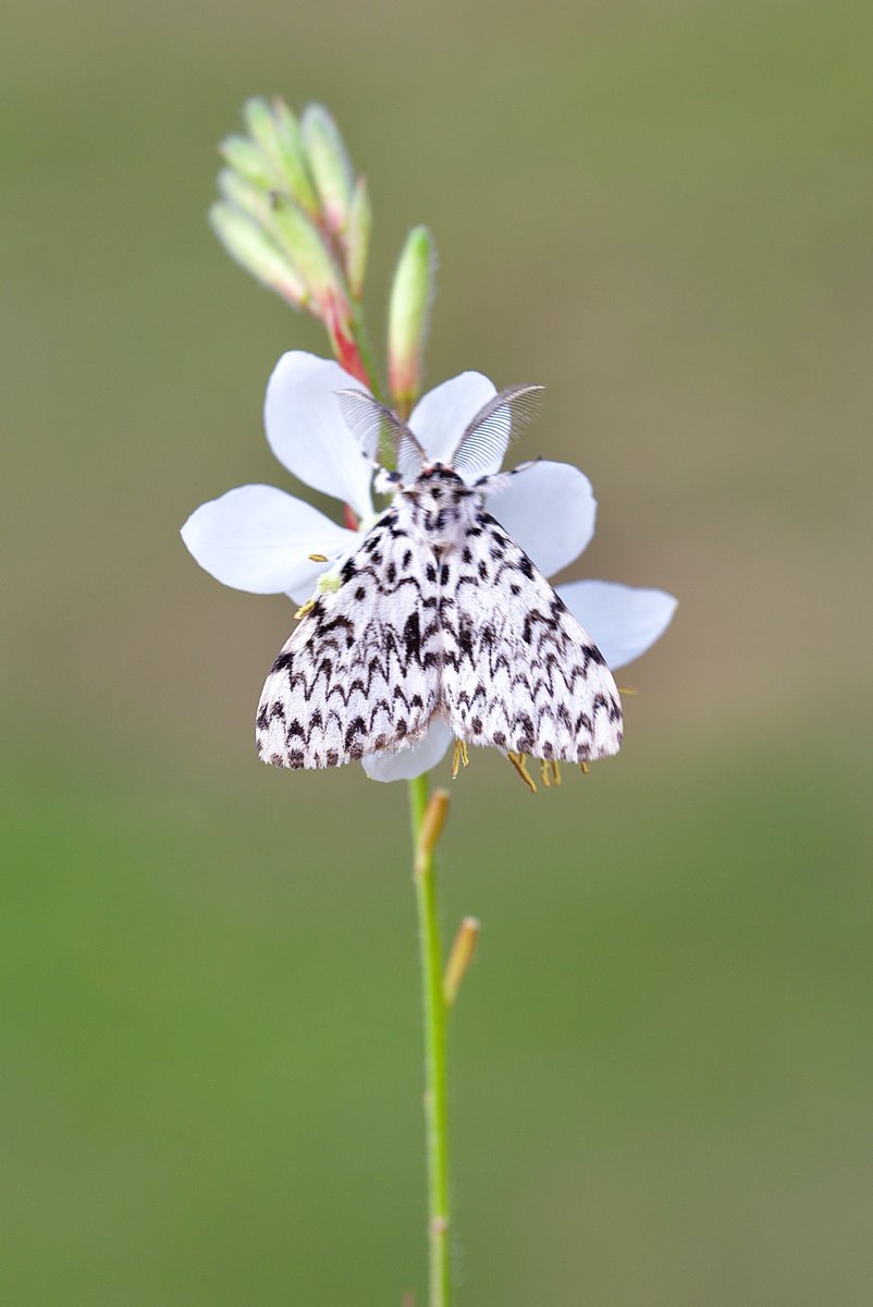 Black Arches; first of the year in my Yorkshire garden last night. #moth