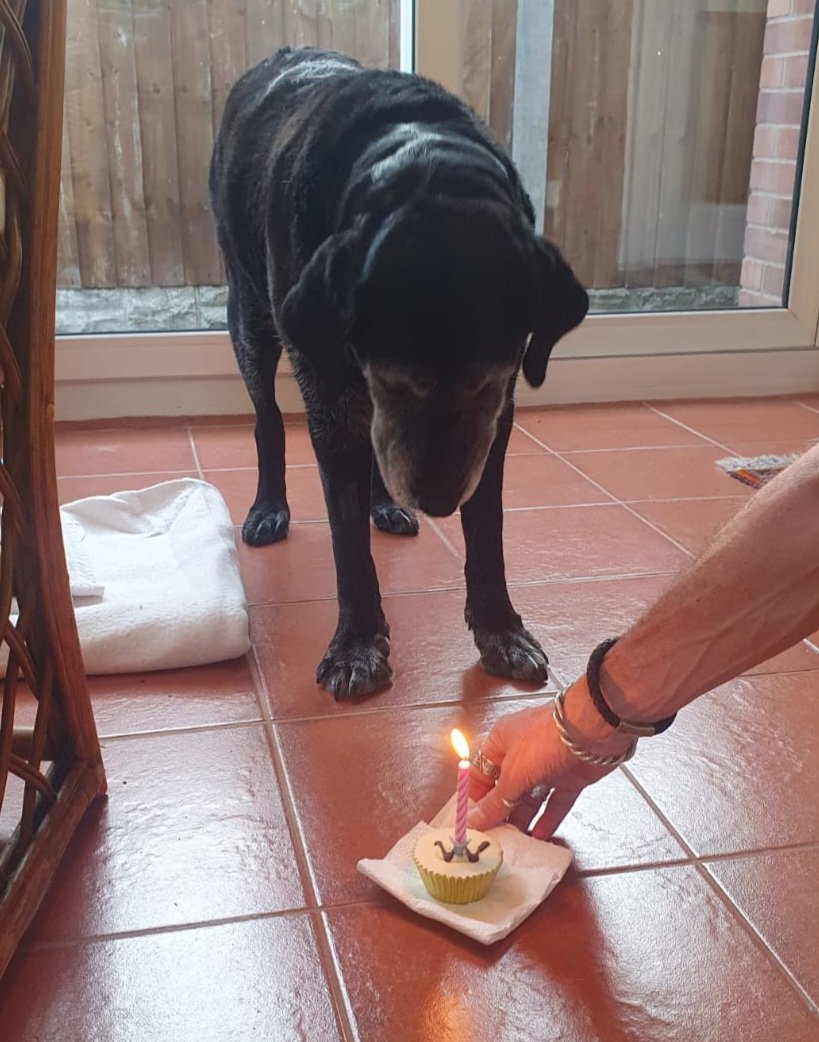 Best studio dog ever. Started at 7.5 weeks old - Just turned 12 🎉