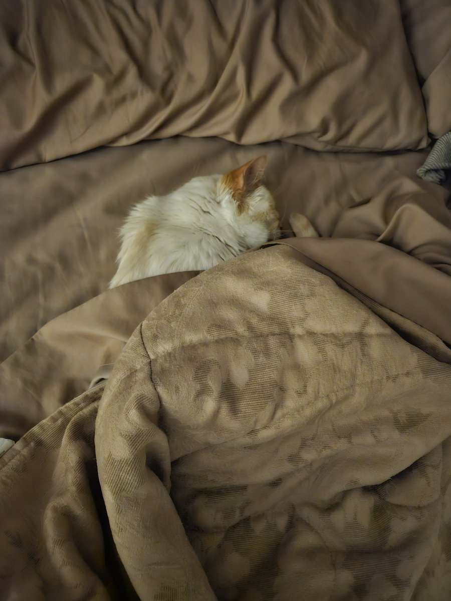 waffles_beware's tweet photo. Please pray for my cat Ringtail. I found him collapsed and crying yesterday. He was so anemic he hardly had any blood in his system. He had two transfusions and is doing better but still isn't doing too good https://t.co/A1dXHzrO6Q