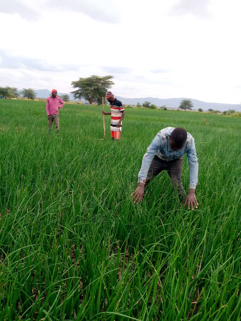 Pembejeo_Agric's tweet photo. Matokeo mazuri ya Mbolea yetu yenye kutoa Matokeo mazuri Kwa Mkulima kwenye Mazao mbali mbali likiwemo zao la #Kitunguu....

Hii ni Mbolea ya #NUTRIPLANT....

☎️ 0688308804 https://t.co/PvxiSSbfcv