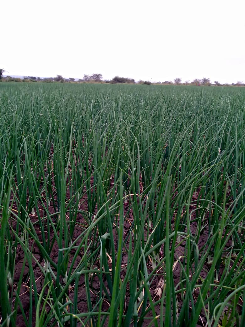 Pembejeo_Agric's tweet photo. Matokeo mazuri ya Mbolea yetu yenye kutoa Matokeo mazuri Kwa Mkulima kwenye Mazao mbali mbali likiwemo zao la #Kitunguu....

Hii ni Mbolea ya #NUTRIPLANT....

☎️ 0688308804 https://t.co/PvxiSSbfcv