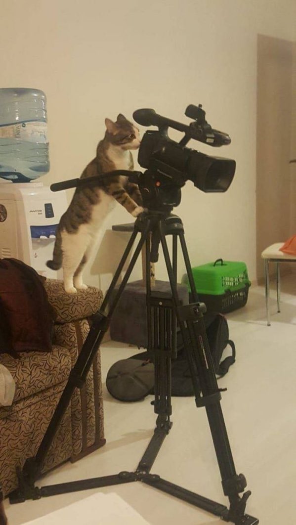 CatWorkers's tweet photo. https://t.co/1jcYgfXlId https://t.co/KfGXIvDerx