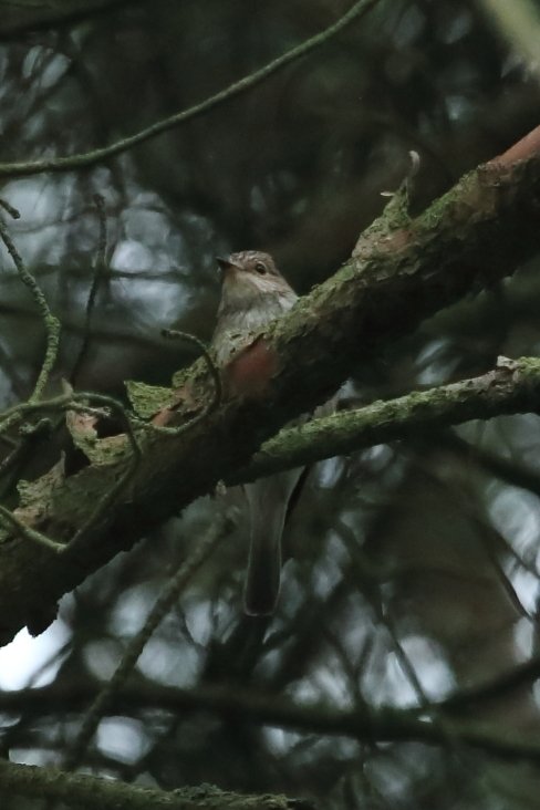bobpophibby's tweet photo. Nice to see some Spotted Flycatchers with @KevinIngleby1 on Thursday playing hide and seek
@birdinglothian https://t.co/StijSsaXIS