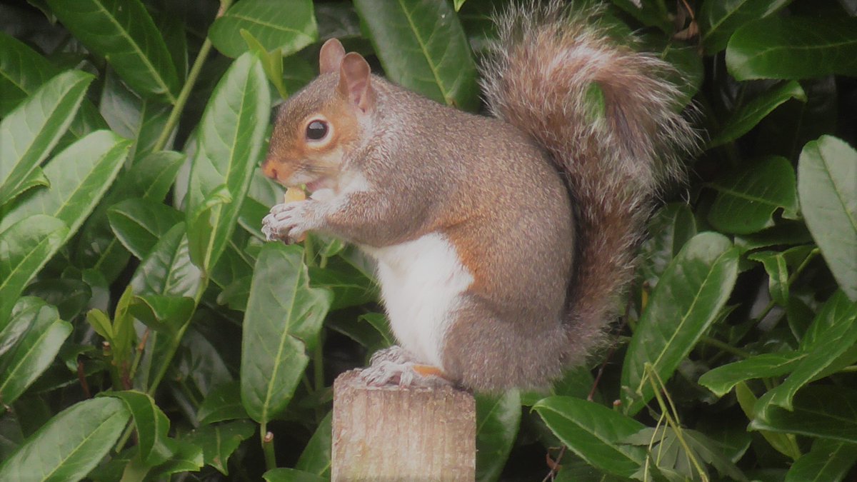 RunninOnEmptee's tweet photo. 1/3 Blessed with nature on the doorstep, I love starting the day with feeding the wildlife, it feeds my own soul too especially those times when you feel as low as a slugs undercarriage.🤓#Officialrunninonempty #Watford #NaturePhotography #WritingCommunity https://t.co/RhBq7VbzuJ