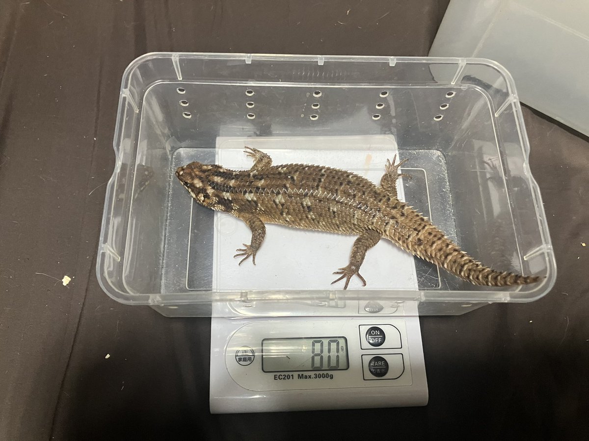 一番小さいホズマー
前回より70g(4/15)→67g(4/26)→73g(5/4)→78g(5/17)→73g(5/26)→76g(6/9)→74g(6/22)→80g(7/8)
前回より+6g増加