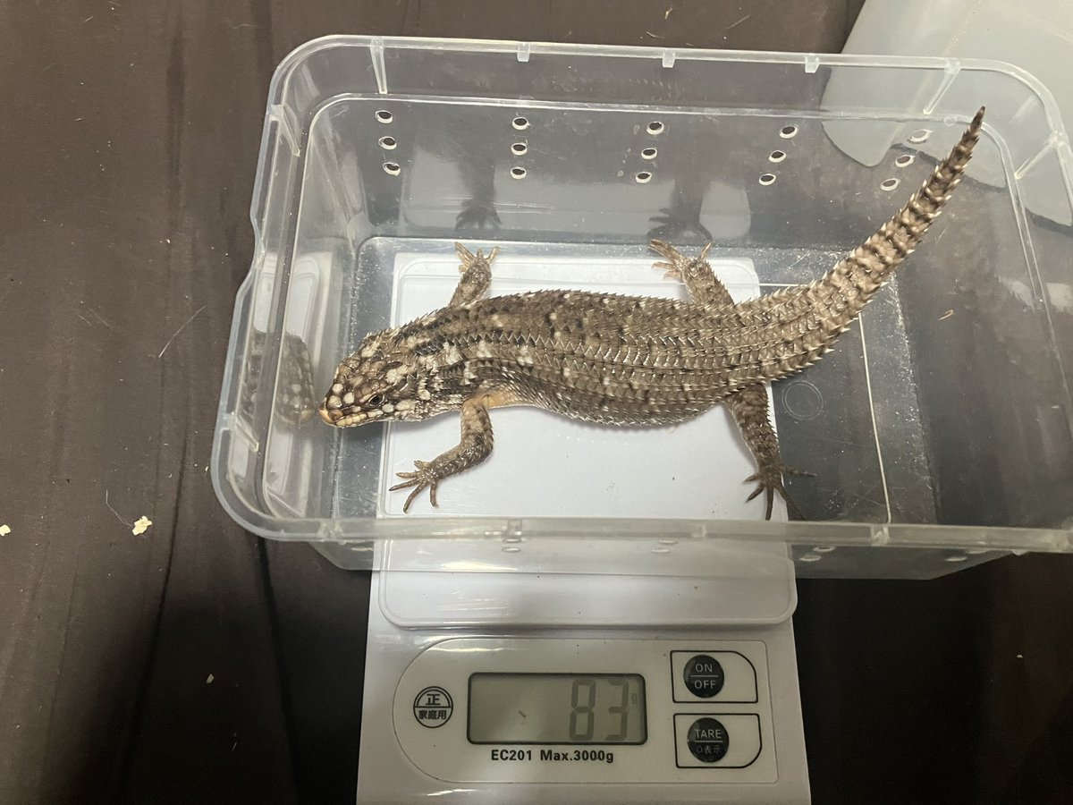二番目に大っきいホズマー
前回より78g(4/15)→74g(4/26)→
74g(5/4)→76g(5/17)→81g(5/26)→76g(6/9)→82g(6/22)→83g(7/8)
前回より+1g増加