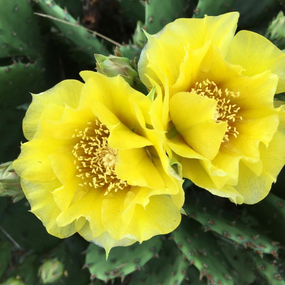 The soil is the great connector of lives, the source and destination of all. It is the healer and restorer and resurrector, by which disease passes into health, age into youth, death into life. Without proper care for it we can have no life. Wendell Berry
conta.cc/3NLeCkQ