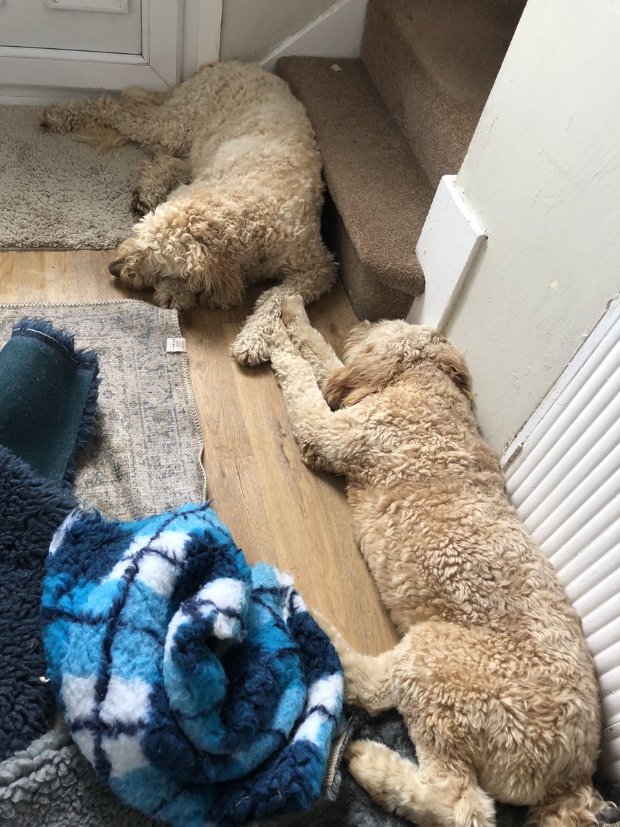 Bob Doodle and Lucy pup tweet media