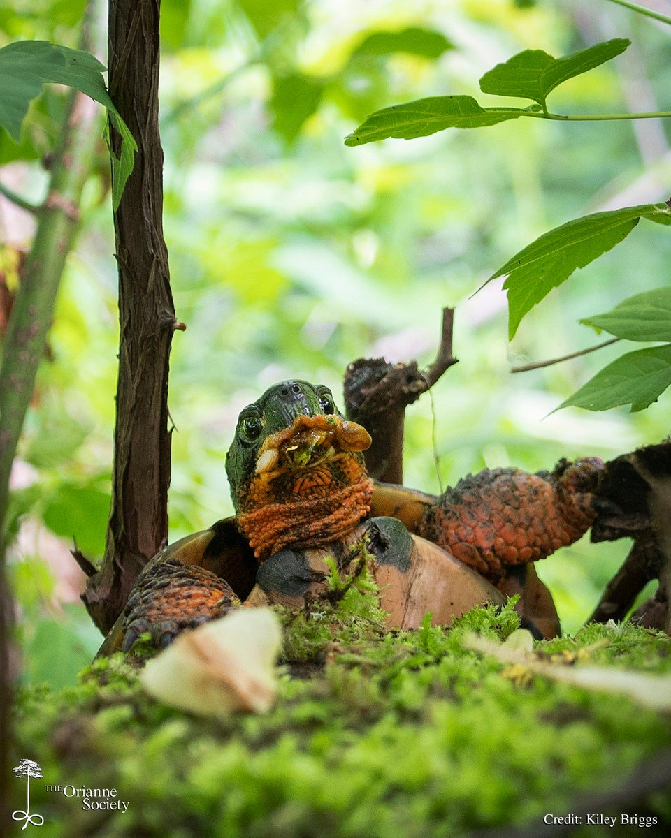 This #WoodTurtle has a classic case of what we call “slug face”. Slugs and other snails are a big part of the Wood Turtle’s diet, but they produce a defensive goo that sticks to the turtle’s mouth for hours, sometimes longer.
