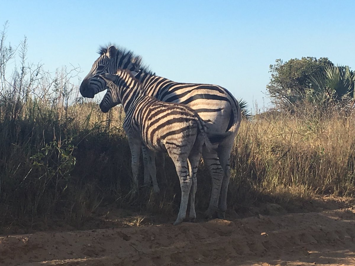 Wanted to mark #NHS75 so headed down the road for Minehead’s #NHS75parkrun this morning! Our pace, with double buggy and dog, could be described as slow and stately…

Only other #parkrun I’ve done was in Umfolozi when I was working at <a href="/AHRI_News/">Africa Health Research Institute</a>. Less 🏖️, more🦒🦓

#loveparkrun