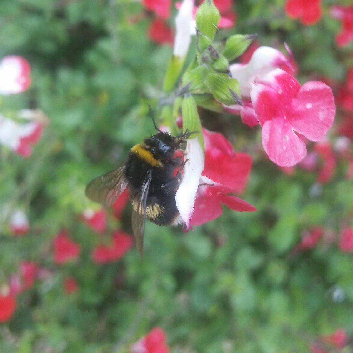 JTCHANGINGBIZ's tweet image. Idea: Double Nectar points and a donation to a wildlife charity when you present a photo of happy bees at the till 😀 🐝 @nectar @SainsburysNews 
#BeeCauseMarketing
