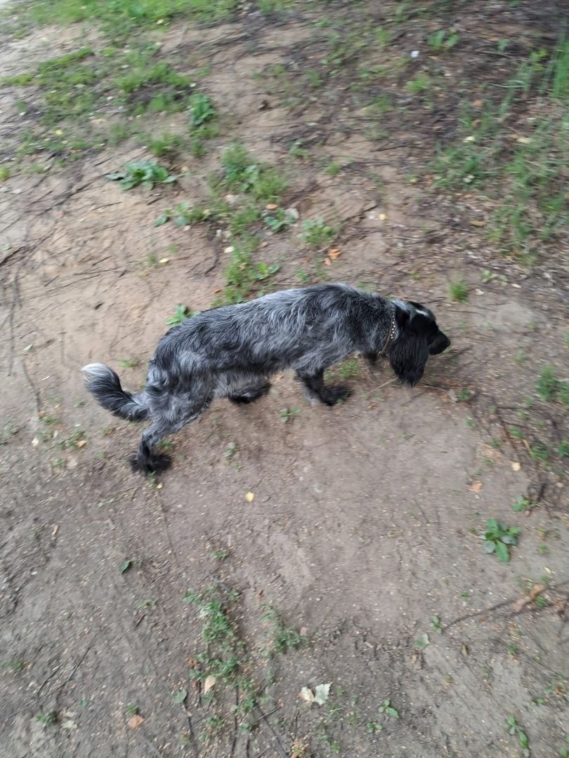 mirimirrrii's tweet photo. ИНФОПОМОЩЬ. очередная :(
девочка ,русский спаниель-метис. родилась в сентябре 2019 года. 4.5г. 
жила в квартире, сейчас сидит на цепи, когда он дома-выгуливает. хозяин всё время в командировках,за собакой некому смотреть.
ест сухой корм с консервами https://t.co/iCUATLku3l