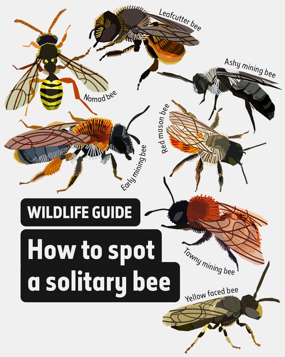 It’s #SolitaryBeeWeek! 🐝

Do you know the difference between a honeybee and solitary bee? As the name suggests, solitary bees live alone, but they also don’t produce honey or have a queen.

90% of our entire bee population is solitary – how many of these have you spotted? 👇